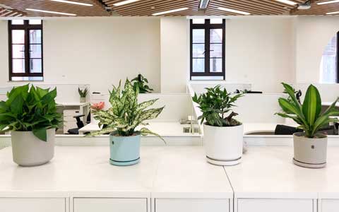 �칫������ֲ����ô��������������������Ҫ����