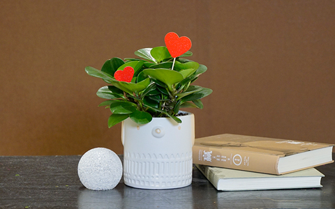 �������������뻨԰�����л���ϵ�����������Ҹ�ָ�����!