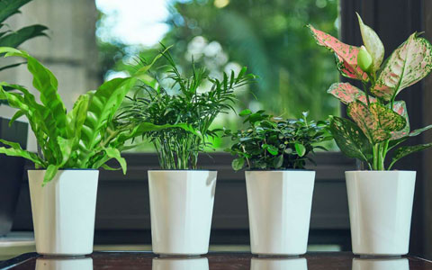 ��ֲ����ר�ң����ջ�������֪ʶ«������������������Ƥ����ˮС����