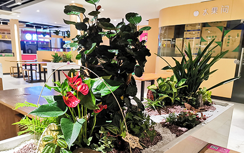 ��ֲ��ڷ���˵�������񷽰�