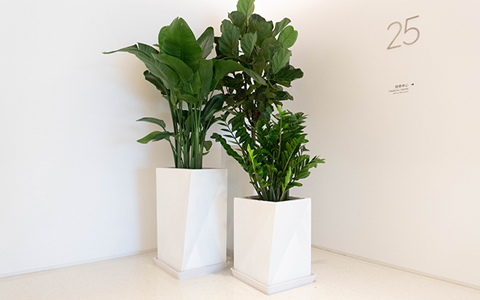 �̻������ô���Ǯ����ר������ά������ֲ�ﻨ��