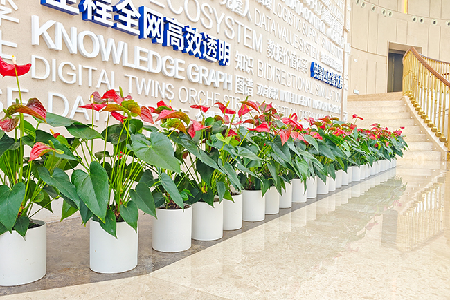 �칫��ֲ������